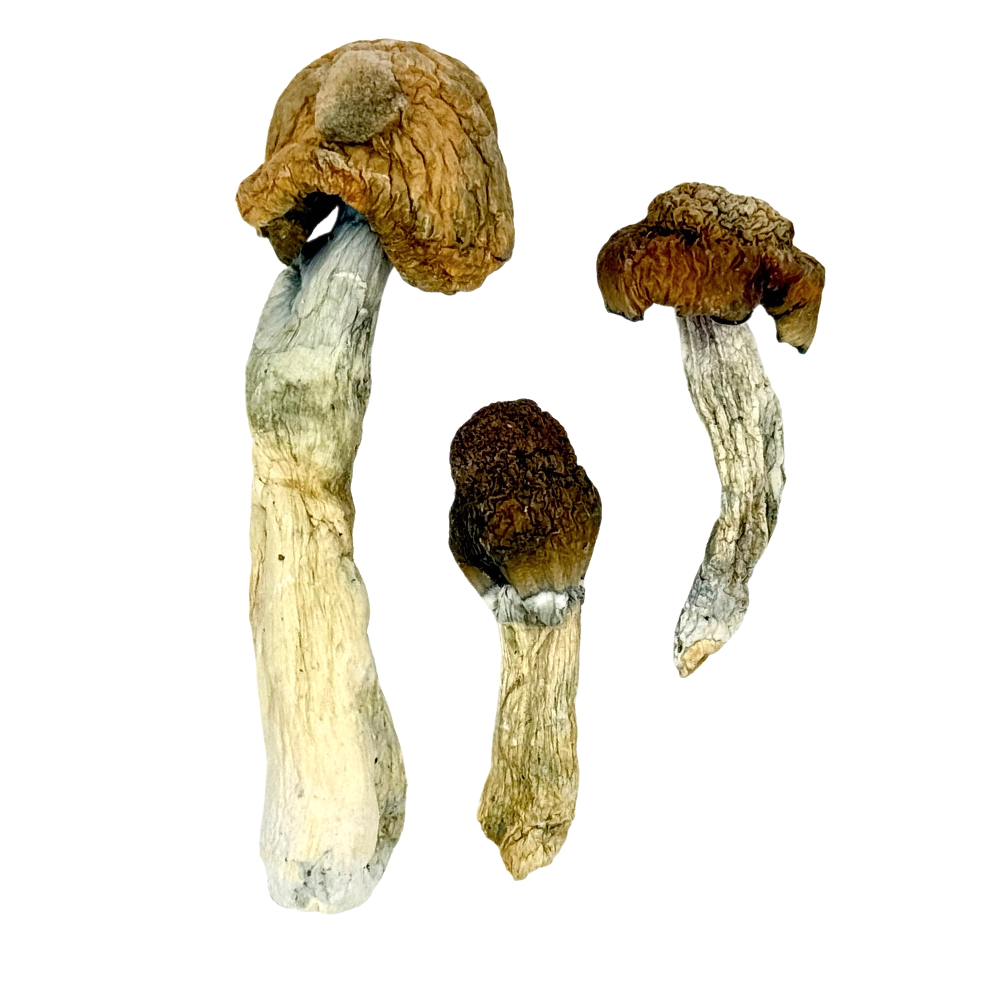 Blue Meanies Dried Psilocybin Mushrooms – Mimi'S Medicinals