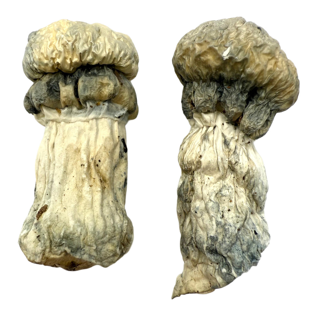 Ape Dried Psilocybin Mushrooms