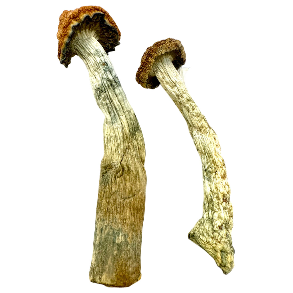 Golden Emperor Dried Psilocybin Mushrooms