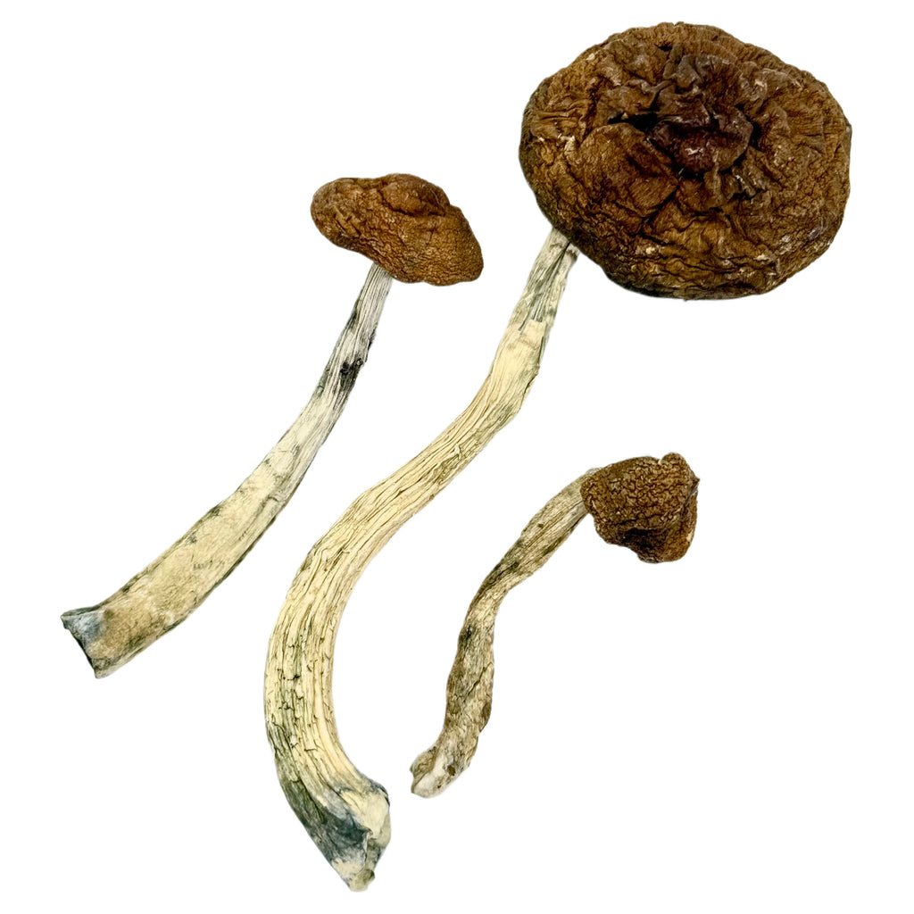 Golden Teachers Dried Psilocybin Mushrooms