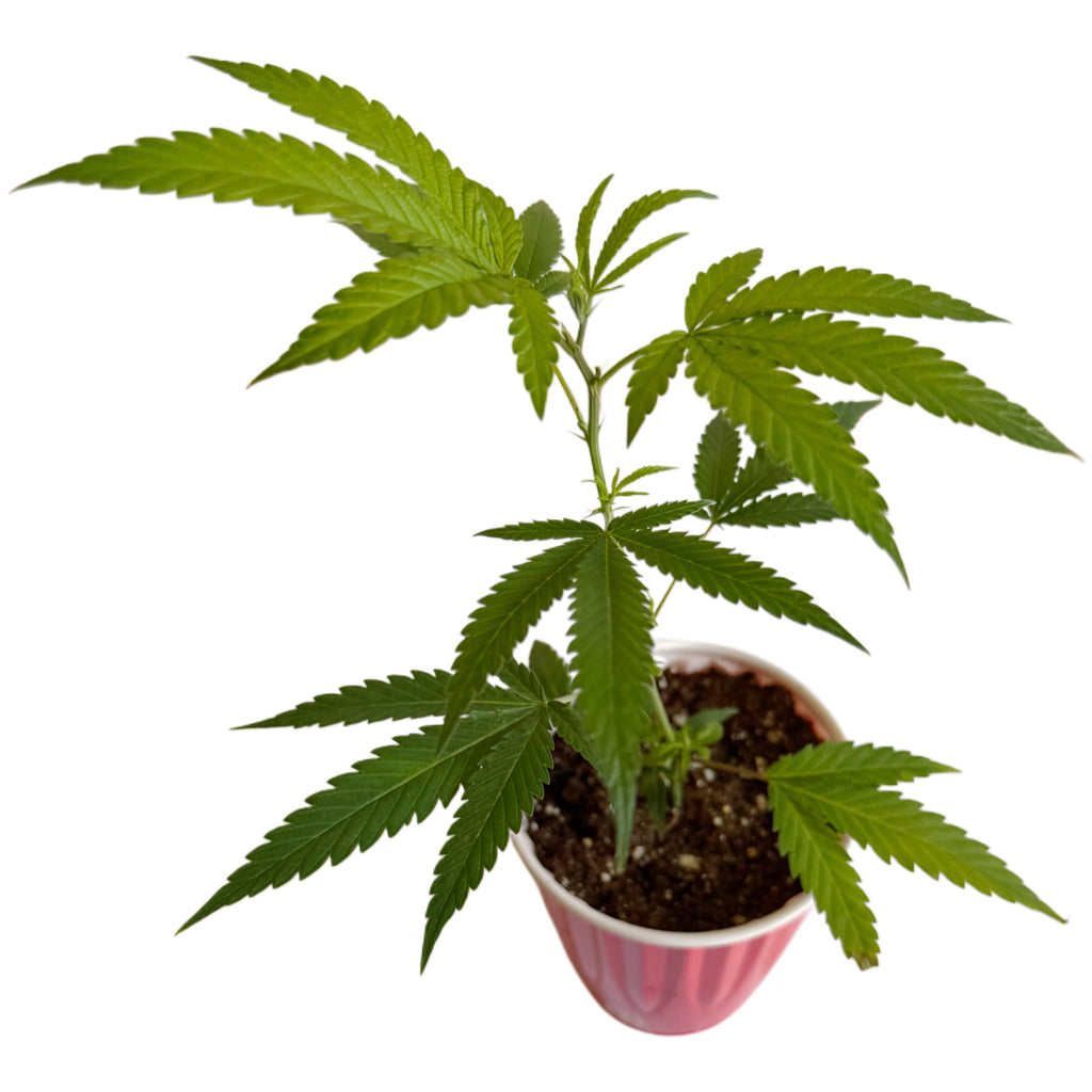 Blackberry Moonrock Clone