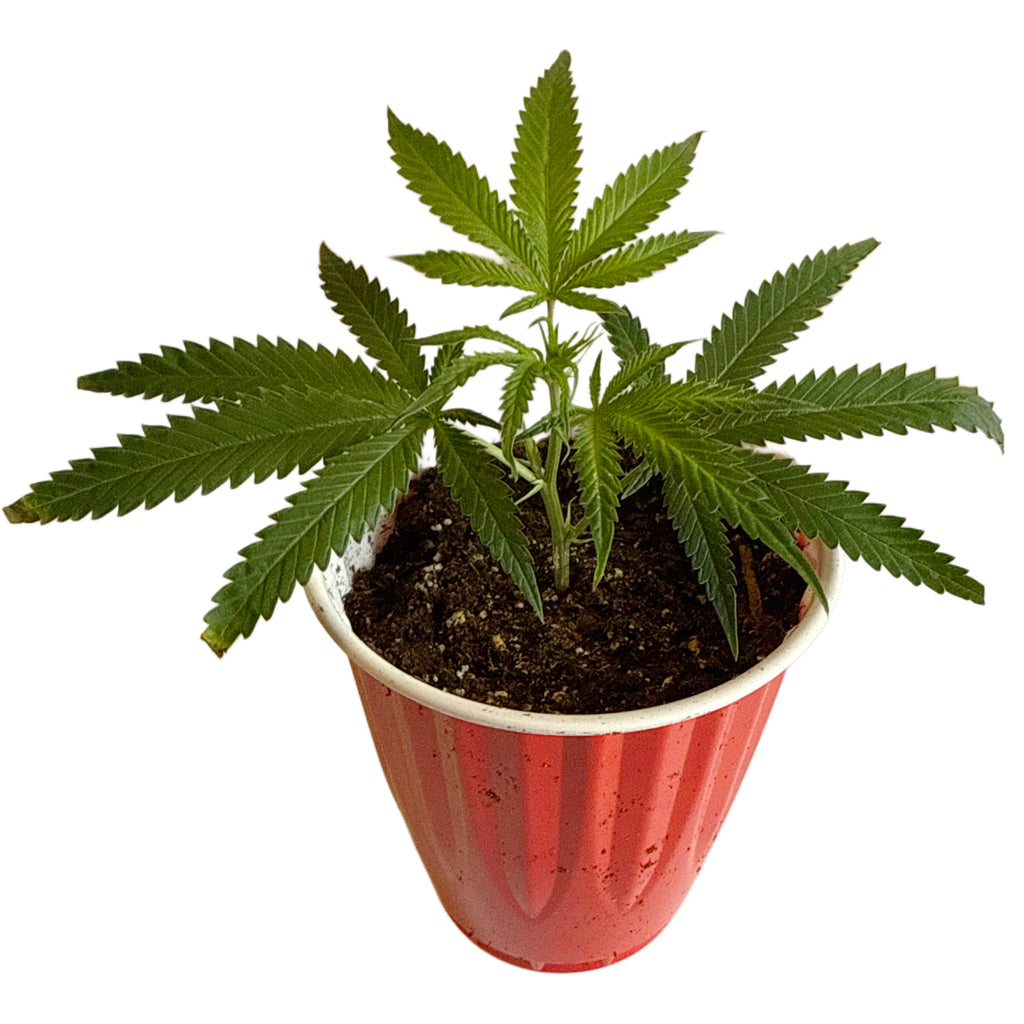 Lemon Clone
